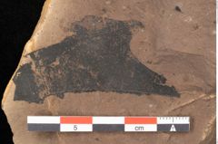 Foto (Detailsansicht) von Quercus zoroastri, Unger (NHMW-GEO-2024-0188-0932)